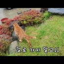 [매탈남] 비오는 잔디밭을 뛰노는 고양이들.gif 이미지