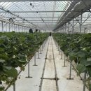 진주농장 | [내돈내산] 경남 진주 ‘버드골체험농장’ 딸기수확체험 후기 🍓✨