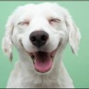 개팔자 상팔자 이미지