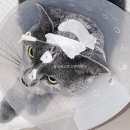 베스트고양이병원 이미지