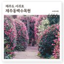 제주 동백꽃 명소 제주동백수목원, 1월 제주여행 동백꽃 만개 추천여행지