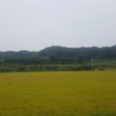 평화사거리 이미지