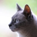 검은고양이 티스토리