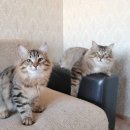 범과같이 이미지