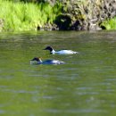 몽골의 새26 - Common Merganser(비오리) 이미지