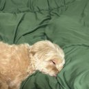 디그루밍 이미지