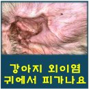 서울앤탑 동물병원 이미지