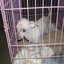 금왕축산 이미지