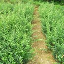 수종농장 이미지