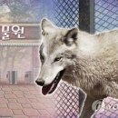 늑대