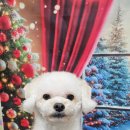 울알라애견미용 이미지