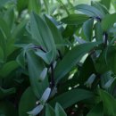 비밀의화원 이미지