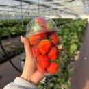 사비농장 이미지