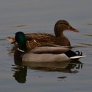 호수정감 이미지