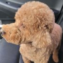 코아애견 이미지