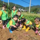 [사랑1반] 고구마밭체험다녀왔습니다. 이미지