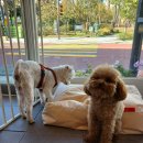 올바름 반려견 뷰티샵 이미지