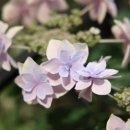 파크 블러썸 이미지