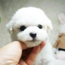 고려애견샵 이미지
