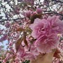 영등시민공원 축구장 | 하남미사 겹벚꽃 미사경정공원 개화상황, 위치, 주차 (남양주 프리미엄아울렛 하리보 팝업)