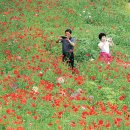 하모리-19 이미지