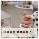 태경종합관리시스템 | 크레스티드게코 야생동물 백색목록 신고 후기 종합관리시스템 직접 해본 방법
