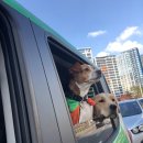 행복펫택시 이미지