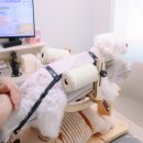 사과나무 한방재활 동물병원 | 강아지 침치료와 레이저 치료 직접 경험한 송파 한걸음더 재활한방 동물병원 후기