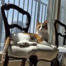 물빛동물병원 | 고양이와 함께 이사하기! - 2. 새로운 동물병원 찾기..방광염에 걸리다!