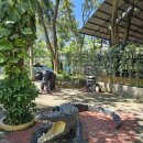 크로커다일 | 필리핀다바오여행 추천 코스 크로커다일파크 방문 후기