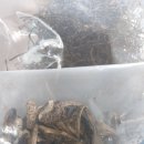 에프리님(가평)의 고비와 능이버섯 이미지
