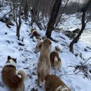 8코기네 애견펜션 이미지