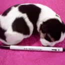 카우만 동물병원 이미지