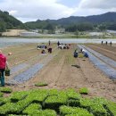 한국과학기술원 강릉분원(kist)연구용계약재배 이미지