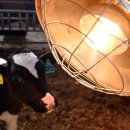 강원대학교 동물생명과학대학 부속목장 이미지