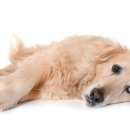 24시 이오동물병원 이미지