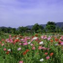 남지 체육공원 양귀비(2024.5.17) 이미지