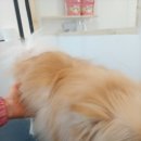 개등드리# 네이버블로그