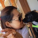 행복한 멍이세상 이미지