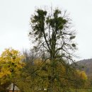 발칸기행 가을 - 크로아티아 플리트비체 국립공원. 이미지