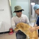 진도개메디컬센터 이미지
