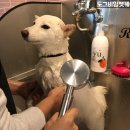 도그비잉 펫케어 이미지