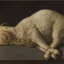 하느님의 어린양 (Agnus Dei 1635-40) : 프란치스코 수르바란 (Francisco de Zurbarán :1598-1664 이미지