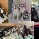 라마지샤 이미지