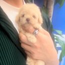 타이니펫 송파헬리오시티점 이미지