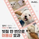 아베크 샵