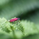 두리반디 이미지