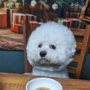 펫츠 퀴진 이미지