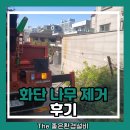 나무 | 화단 나무 제거 후기