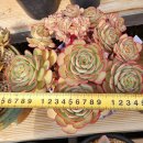 노란풍선 철화 자연군생 이미지